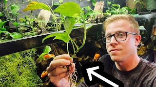 How to Pothos Plant in Your Aquarium [upl. by Gabby]