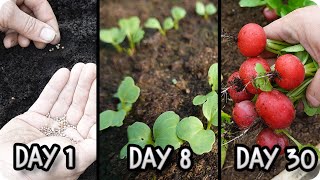 Complete Radish Growing Guide From Planting to Harvest step by step [upl. by Alket43]