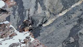 Bearded Vultures copulating in the wild in slow motion [upl. by Fredrick]