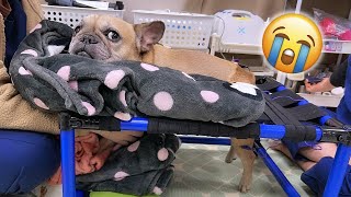 SHE THREW A TANTRUM…French Bulldog Has To Go Back To Vet [upl. by Eugilegna]