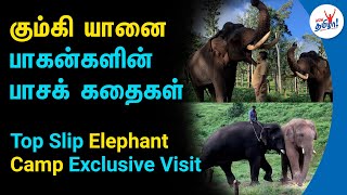 கும்கி யானை பாகன்களின் பாசக் கதைகள்  Top Slip Elephant Camp Exclusive Visit  Kumki Elephant Story [upl. by Esimehc]