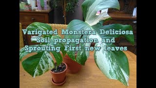 Variegated monstera deliciosa Propagation and new first new leafs [upl. by Kerrie]