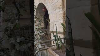 Jericho St Gerassimos Holy Monastery in the Judaean dessert [upl. by Sualohcin]