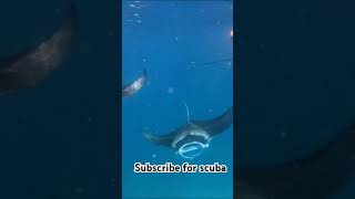 Best diving in Maldivestravel diving thailand live [upl. by Jehiel829]