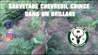 Sauvetage dun chevreuil en danger  Coincé dans un grillage  barbelé  2017 [upl. by Stan16]