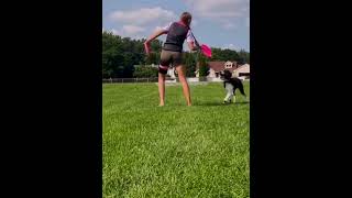 frisbeedog frisbeesport workingdog editing workingdogsofinstagram edits workingdogsofig [upl. by Octavius904]