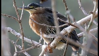 Aves de Bragança Paulista em 4K lago do taboão Big Day 2024 [upl. by Rekoob]