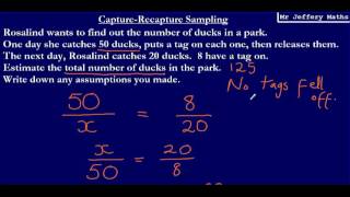 Capture Recapture  Estimating Populations GCSE Maths 91 [upl. by Eirehs354]