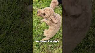 This Puppy Dog learnt a new trick for treats dog doglovers youtubechamps [upl. by Ibrab]