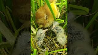 Amazing Bird Nest birds reviewbirdnest birdhome wildlife birdznest birdnest nature [upl. by Niassuh592]