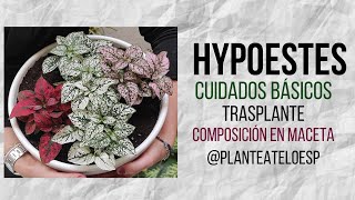 Hypoestes Hojas de Sangre o Paleta de Pintor Cuidados básicos trasplante y composición en maceta💕 [upl. by Moor]