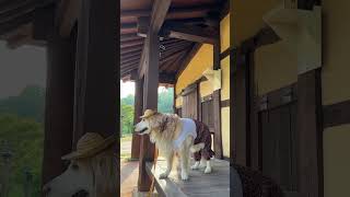 농촌 바이브  댕촌룩  시골 라이프 대형견 산책 Vlog  대형견 일상 골든리트리버 Big Dog Walk  Walk Vlog  Golden Retriever [upl. by Adle297]