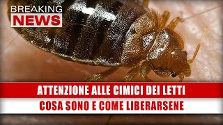 Attenzione Alle Cimici Dei Letti Cosa Sono E Come Liberarsene [upl. by Treborsemaj]