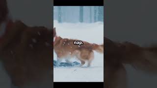 How Animal Survive Winter Hibernation Explained shorts viralvideo hibernate animals nature [upl. by Tips649]