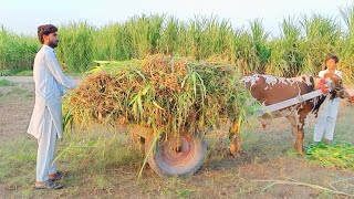 Very Unique Village Life Pakistan  Traditional Village Food  Old Culture  Stunning Pakistan [upl. by Sirromaj]