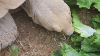 Egyptische landschildpad voedermoment  Kleinmanns tortoise feedingmoment ZOO Antwerpen [upl. by Hugues]