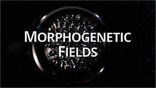 What Are Morphogenetic Fields  Quantum University [upl. by Reffinej]