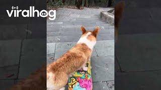 Radical Corgi Skates Down Stairs  ViralHog [upl. by Brezin564]