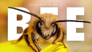 The Life Cycle of a Bee [upl. by Aerua]