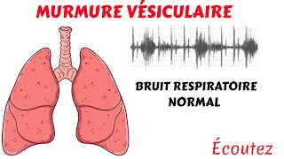 Écoutez le MURMURE VÉSICULAIRE Le bruit respiratoire normal [upl. by Jaan866]