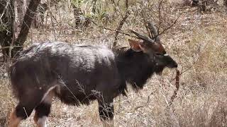 Mabula game Lodge 2 Animals [upl. by Arias844]