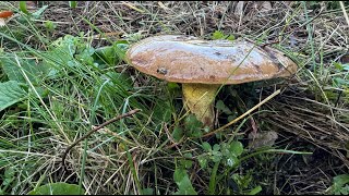 Suillus collinitus October 17 2024 [upl. by Nauaj]