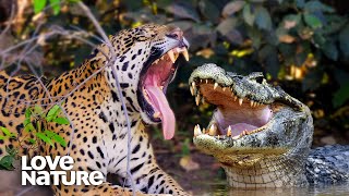 Jaguar Vs Caiman Crocodile EPIC Showdown  Love Nature [upl. by Gundry852]