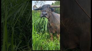 Eating Grass 😂 shorts viralvideo pets [upl. by Ased]