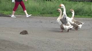 Bodyguard Geese Help Hedgehog Cross the Road [upl. by Acirdna64]