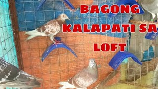 STOP KARERA NAKO NG KALAPATI 😥 pigeon racingpigeonloft kalapati pigeonracing speedbird [upl. by Nonaihr]