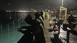 Puget Sound squidding at Les Davis pier catch clean cook [upl. by Arze]