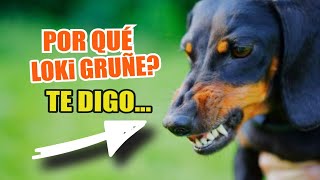 🐶 ¿Por Qué GRUÑEN Los PERROS ⚠️🖐🏻 5 Causas y Qué Hacer [upl. by Aretina]