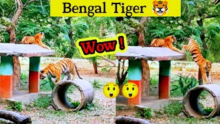 Itne Sare Bengal Tigers 🐯🐯 Ek Sath😲 [upl. by Aihsemaj]