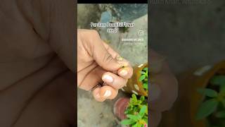 Purslane Beautiful Flower seeds gardenninggardenplants purslane 9oclock gardening plants [upl. by Auberon178]