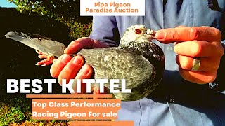 Shaun McDonough Worlds Famous Racing Pigeons Fancier  Best Kittel Racer Pigeon  Racer Kabootar [upl. by Starobin719]