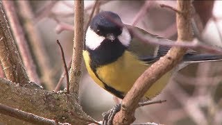 Protéger les oiseaux des jardins [upl. by Cissej]