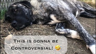 5 Things you NEED to know about Livestock Guardian Dogs [upl. by Kaitlyn352]