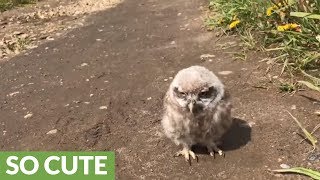 Baby pet owl goes for a walk [upl. by Birkett]