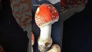 11 Amanita basidiomycota fungi mushroom nature foraging facts amanita [upl. by Hardin]