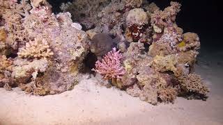 Gymnothorax javanicus by night sea sealife nature naturelovers naturephotography seaanimals [upl. by Aan]