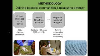 Exploring the temperate leaf microbiome [upl. by Garibold]