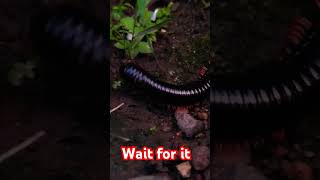 Archispirostreptus gigasGiant African Millipede  Giant Desert  archispirostreptus gigas [upl. by Iand]