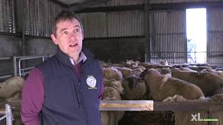 Pasteurella Pneumonia and Clostridial Disease  XLVets Sheep Roadshow 2020 [upl. by Jolie478]