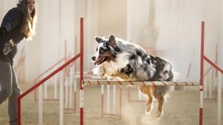 Agility trainingaustralian shepherd Charlie [upl. by Trix506]