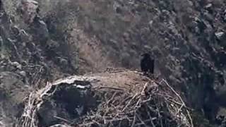 A Bald Eagles Successful First Flight [upl. by Harod]