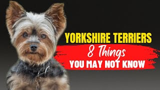 Yorkshire Terriers Is This the Right Dog Breed for You 8 Factors to Consider [upl. by Weaks]