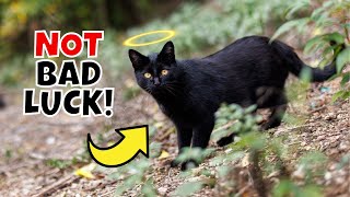 How YOU Can Help Black Cats Every October 🐈‍⬛🖤 [upl. by Hartzel]