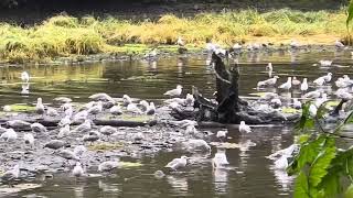 Alaska Sitka national historical park  tlingit totem pole trail A River of Salmon 錫特卡國家歷史公園鮭魚群遊超壯觀 [upl. by Marcia]