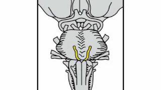 Neurologic Exam Cranial Nerves Anatomy  Cranial Nerve 6 [upl. by Lonni]