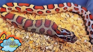 Cloud Colubrids ships out snakes 🐍 ordered on Morphmarket and feeds snakes [upl. by Werdna161]